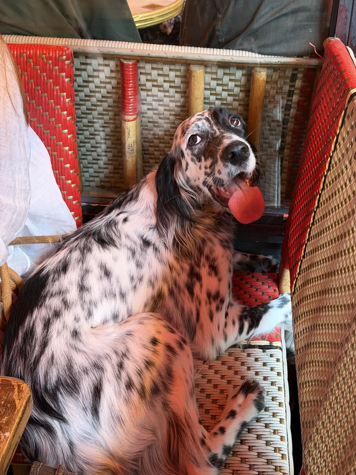 Un chien sur la banquette cannée